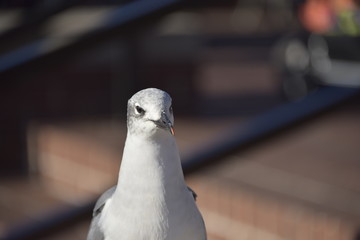 Are you paying attention?