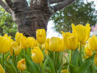Yellow tulip garden on blur background