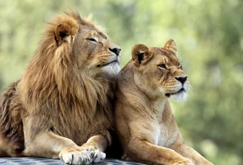 Fotobehang Paar volwassen leeuwen in dierentuin © Art Media Factory