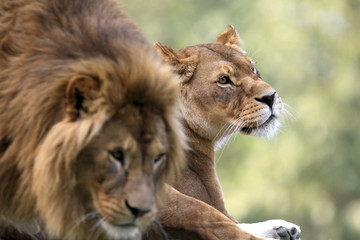 Fototapeta na wymiar Pair of adult Lions in zoological garden