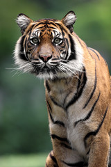 Single Sumatran Tiger in zoological garden - obrazy, fototapety, plakaty