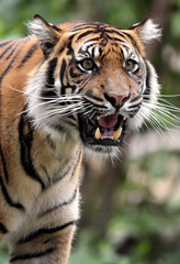 Fototapeta na wymiar Single Sumatran Tiger in zoological garden