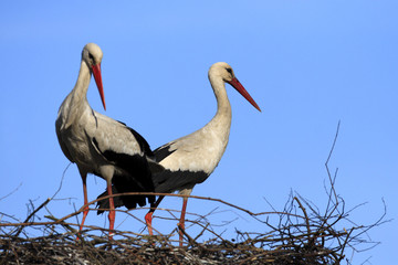 White Stork birds on a nest during the spring nesting period