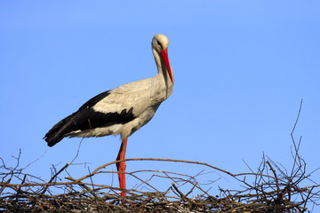 Single White Stork bird on a nest during the spring nesting period