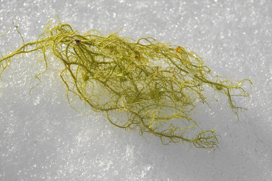 usnea filipendula lichen, fishbone beard