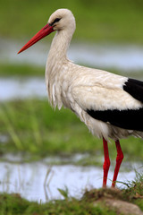 Single White Stork bird on grassy wetlands during a spring nesting period