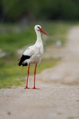 Single White Stork bird on grassy wetlands during a spring nesting period