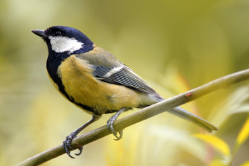 Single Great tit bird on a tree branch during a spring nesting period © Art Media Factory