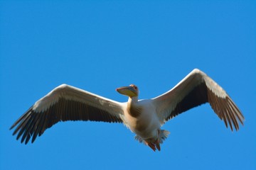 White Pelican (Pelecanus onocrotalus)