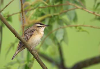 Obraz premium Single Sedge Warbler bird on a tree branch during a spring nesting period