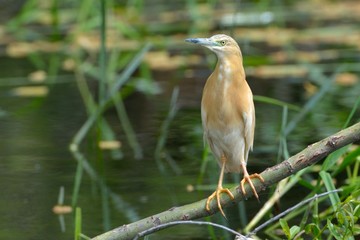 Squacco Heron (Ardeola ralloides)