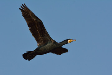 Great cormorant (Phalacrocorax carbo)