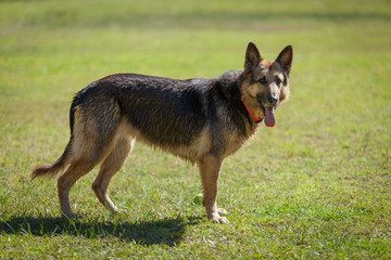 German Shepherd looking happy on a sunny day in the park