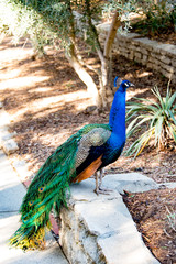 Peacock at the roadside