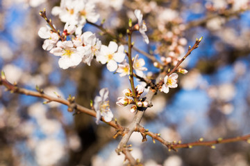 Spring, flowering and nature concept - beautiful almond flowers