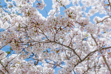 Sakura cherry blossom tree in Japan