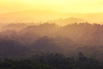 Forested  instagram filter  mountain slope in mist in a scenic landscape view