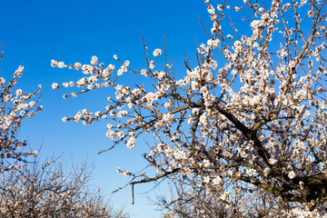 Spring, flowering and nature concept - beautiful almond flowers