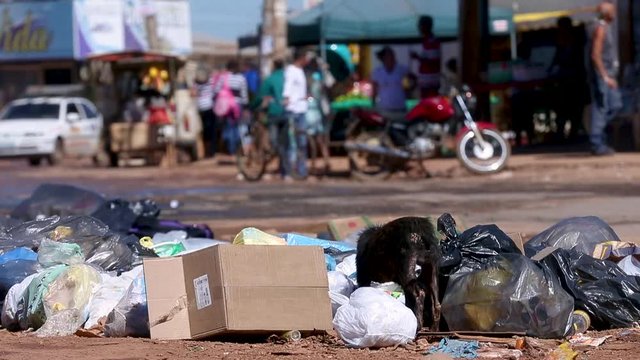 A sick dog picks through garbage on the side of a street