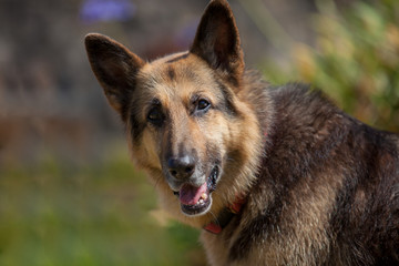 German shepherd close up looking to camera