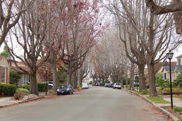 Tall Liquid amber, commonly called sweet gum tree, or American Sweet gum tree, lining an older neighborhood in Northern California. Branches mostly bare, winter dormant.