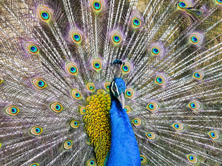 Obraz premium Peacock displaying his colorful feathered tail.