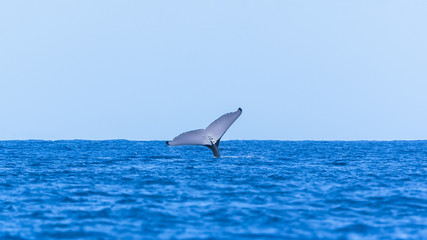 Humpback whale jumping in the Pacific Ocean, tail out of the sea 
