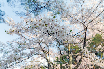 sakura cherry blossom tree in Japan