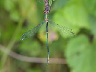 Willow Emerald Damselfly, Chalcolestes viridis, resting on a leaf.