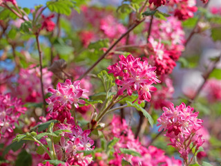 Blühende Blut-Johannisbeere, Ribes sanguineum