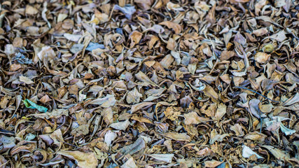 Dry leaf on ground background texture