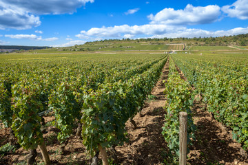 Fototapeta na wymiar vineyard field with green vines in the summer sun