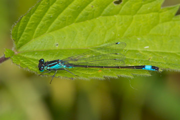 A  Blue-tailed Damselfly, Ischnura elegans,  resting on a leaf in the sun.