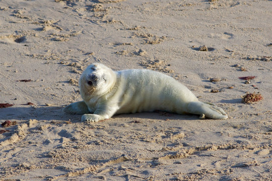 Newly born Grey Seal pup, Halichoerus grypus, at the breeding grounds in North Norfolk.