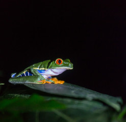 Frog in Costa Rica