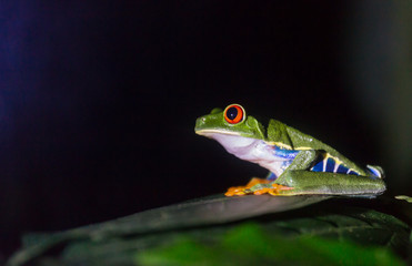 Frog in Costa Rica