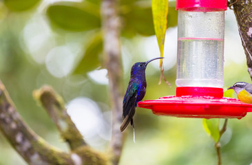 Kolibri