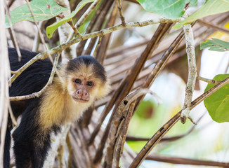 Monkey in Costa Rica