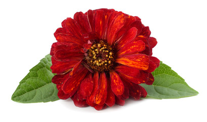 Purple gerbera flower isolated on white background