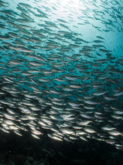 School of fish