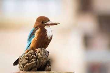 A beautiful colored kingfisher bird with his bright plumage and his long bill is standing on a piece of wood in Varanasi,India. Beautiful and blurred background.