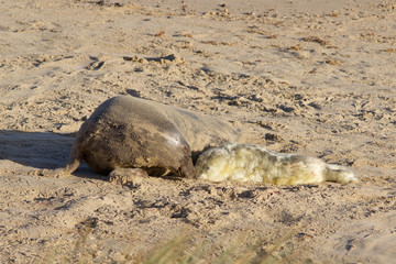 Newly born Grey Seal pup, Halichoerus grypus, with its mum at the breeding grounds in North Norfolk.