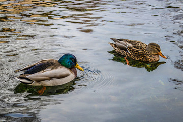 【静岡県】神田川のマガモの番い