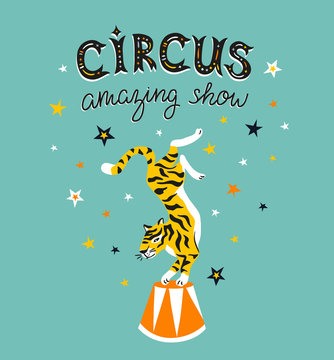 Circus poster with cartoon tiger on the blue background with stars. Carnival card design.