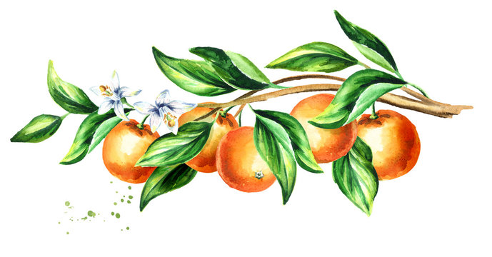 Orange  branch with fruit and leaves.  Watercolor hand drawn horizontal illustration