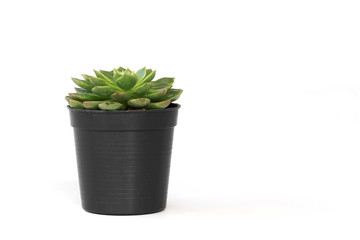 green cactus plant in pot isolate on white background