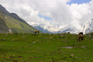Mules and horses, grazing grass, near snow clad mountains. Himachal Pradesh