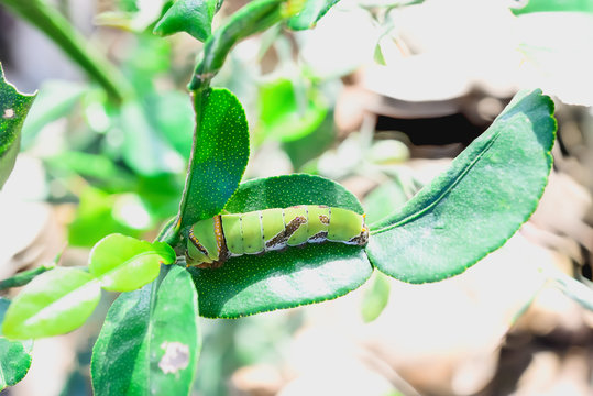 worm