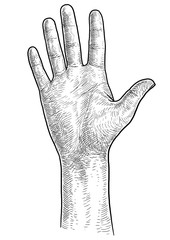Hand, palm illustration, drawing, engraving, ink, line art, vector