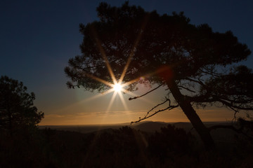 Silueta de pino resinero y sol al amanecer. Pinus pinaster. Pinar de Castrocontrigo, León, España.
